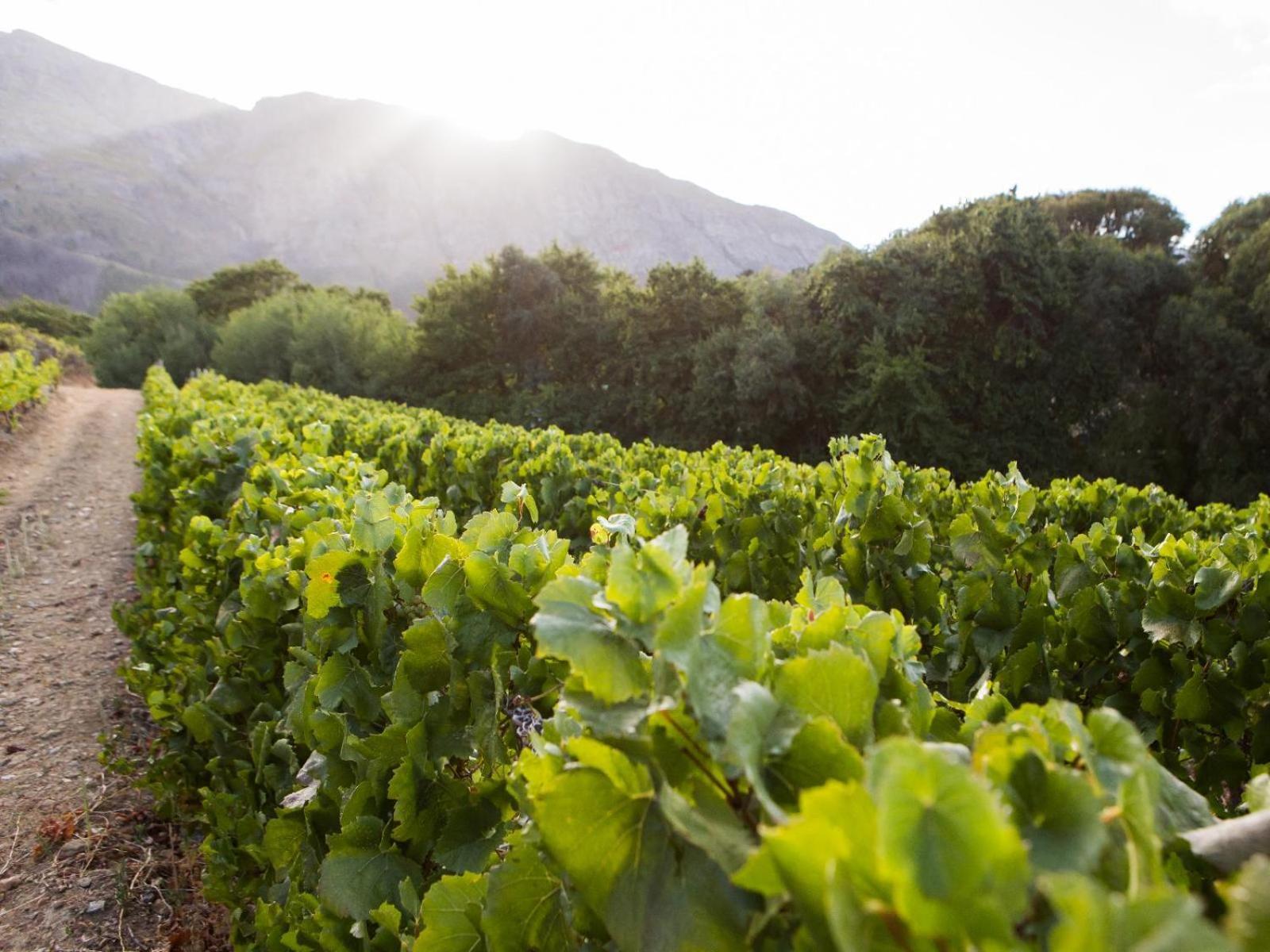Maison Montagne Franschhoek Exteriör bild